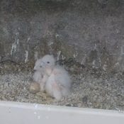 April 24, 2019: Two nestling falcons at Great Spirit Bluff