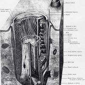 Feather Follicle