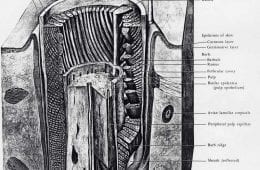 Feather Follicle