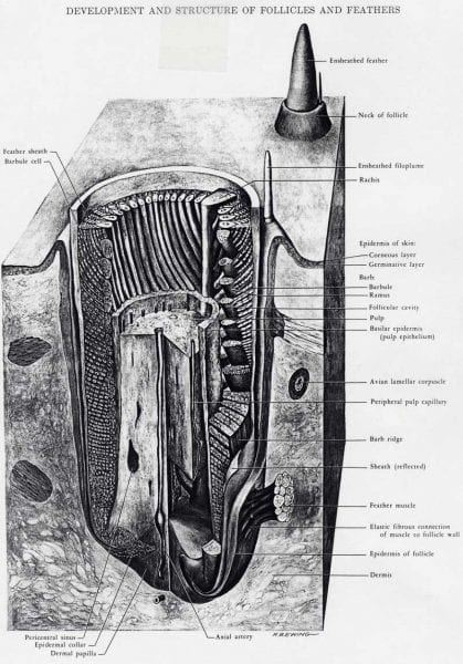 Feather Follicle