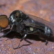 Black Fly (Simulium)
