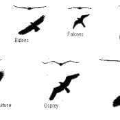 Silhouettes of birds of prey in flight