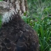 Unknown four-year old eagle at N2B