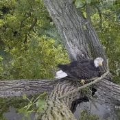 August 15, 2019: the subadult eagle ups his stick game!