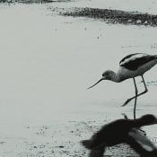 August 17, 2019: American Avocet