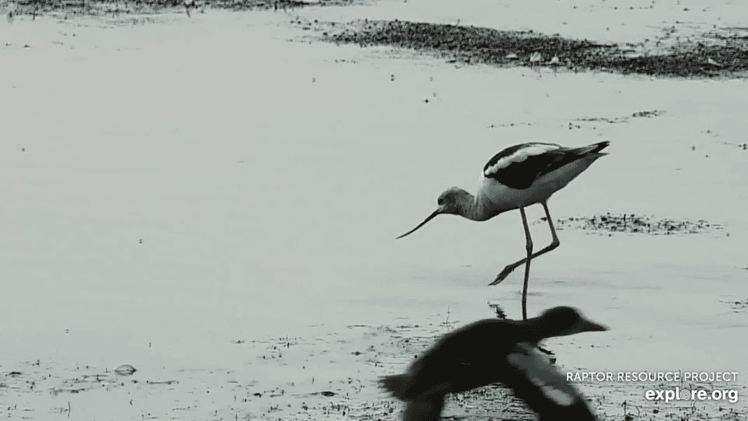 August 17, 2019: American Avocet