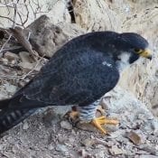 August 21, 2019: Falcon Mackey at Great Spirit Bluff