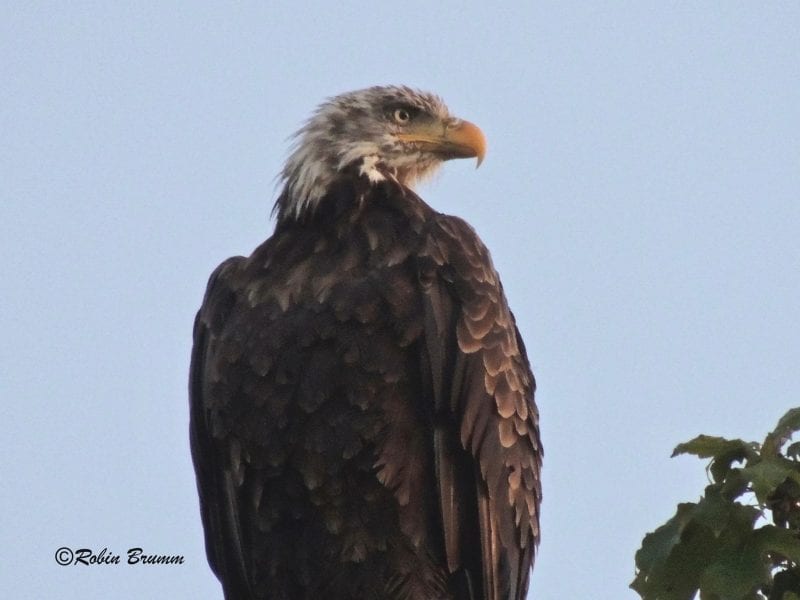 August 22, 2019: Sub-adult eagle in Decorah