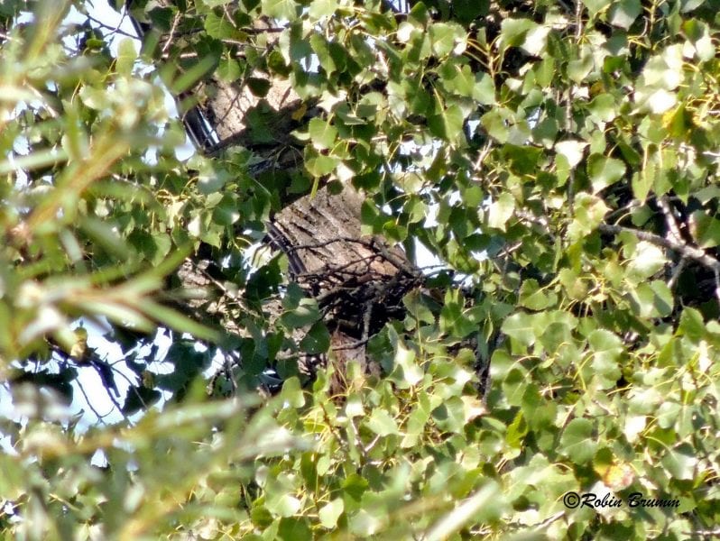 August 22, 2019: Nest N1 in Decorah