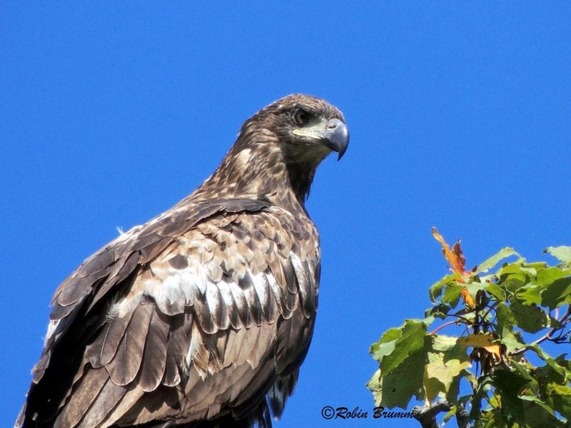 September 1, 2019: Subadult eagle