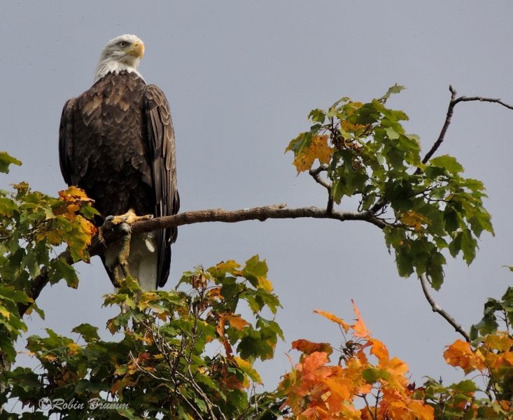 September 14, 2019: Mom on the maple