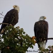 September 14, 2019: Mom and unknown male eagle on the maple