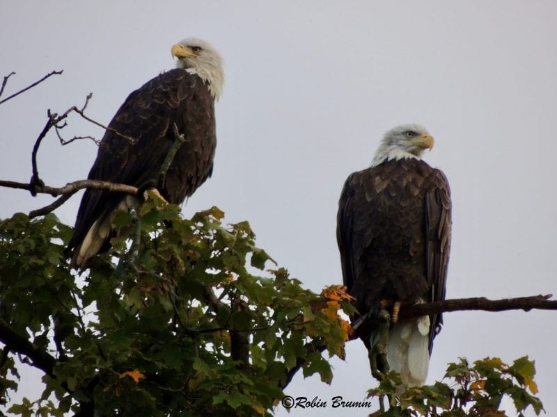 September 14, 2019: Mom and unknown male eagle on the maple