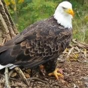 October 16, 2019: Unknown Male Eagle, N2B, Decorah