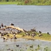 September 2019: Migrating Birds on the Mississippi Flyway