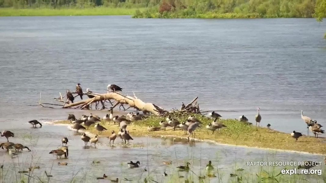 September 2019: Migrating Birds on the Mississippi Flyway