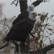 October 22, 2019: The North Eagles