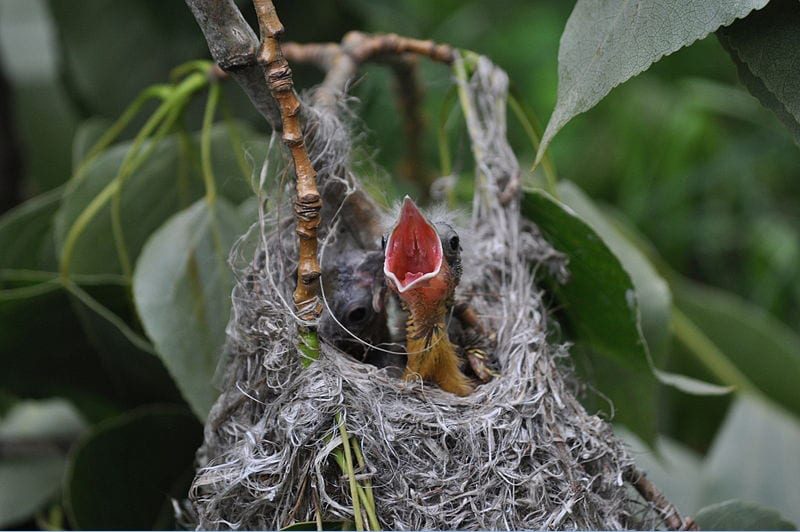 An oriole's woven bag or hanging nest