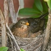 A blackbird's cup nest