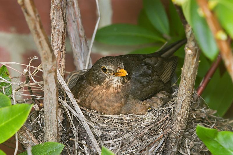 A blackbird's cup nest