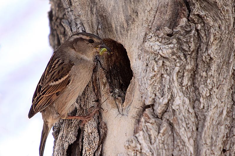 A house sparrow's nest cavity