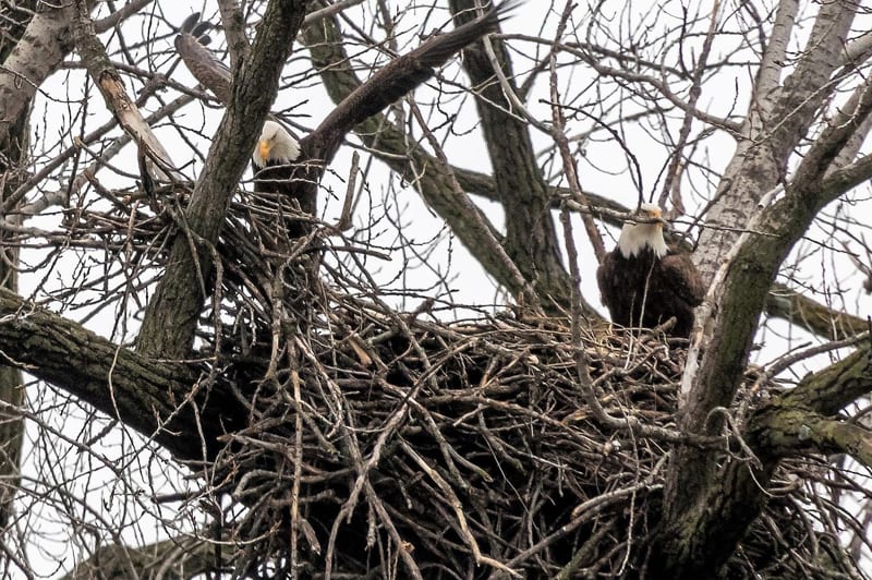 A bald eagle's large platform nest