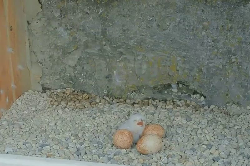 A peregrine falcon's nestbox