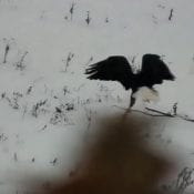 November 6, 2019: Mr. North and the stick