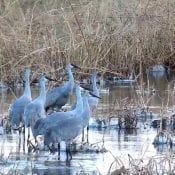 November 13, 2019: Sandhill cranes on the Mississippi River