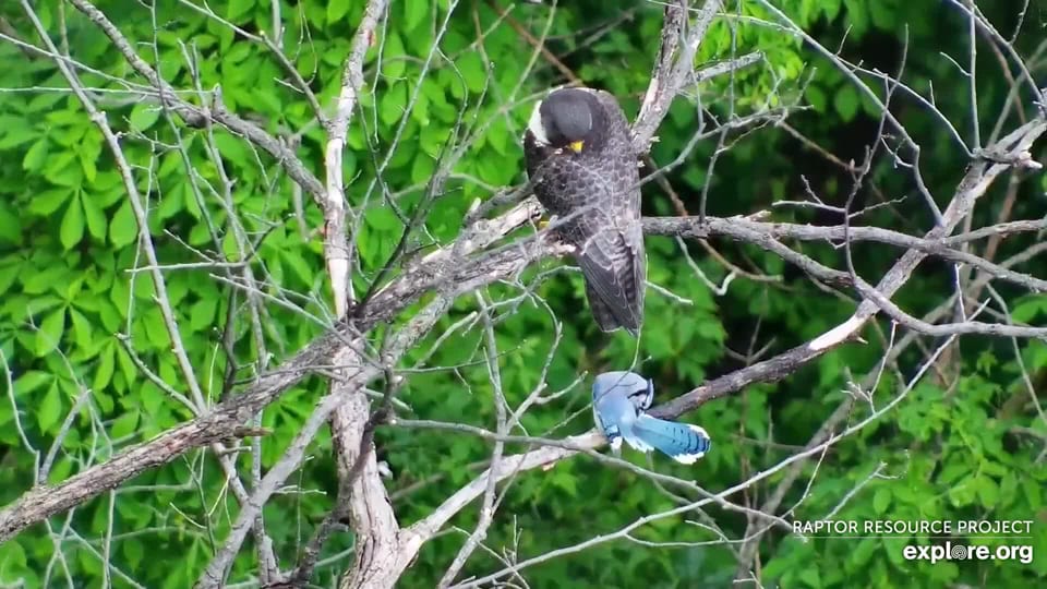June 12, 2019: Michelle and a blue jay preening
