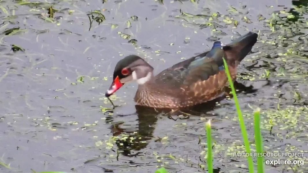 December 29, 2019: What bird is this?