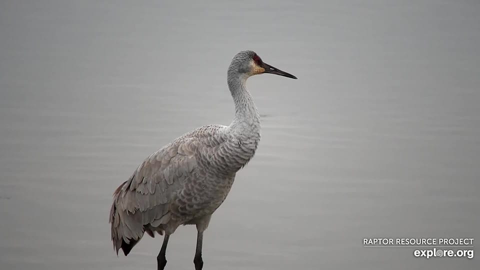 December 9, 2019: Sandhill crane on the Mississippi Flyway