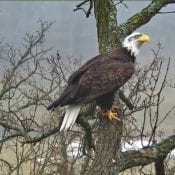 December 9, 2019: A subadult at the North Nest