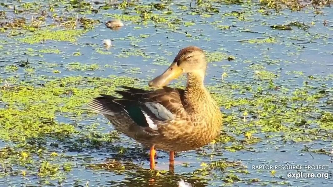 December 29. 2019: What bird is this?