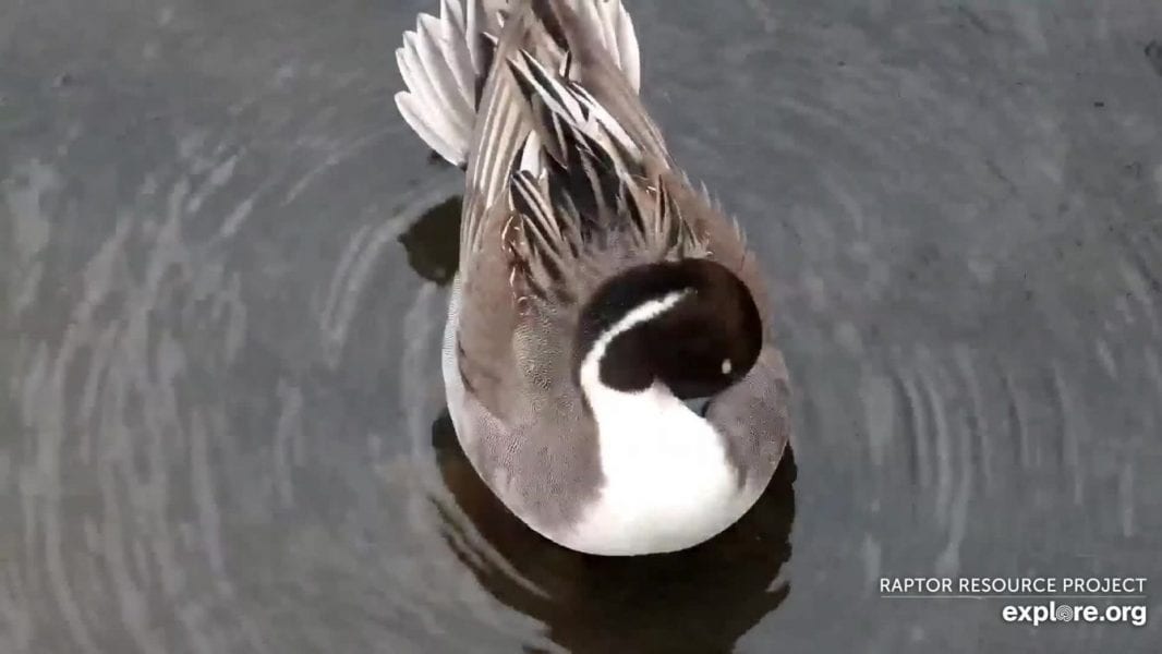 December 29, 2019: What bird is this?
