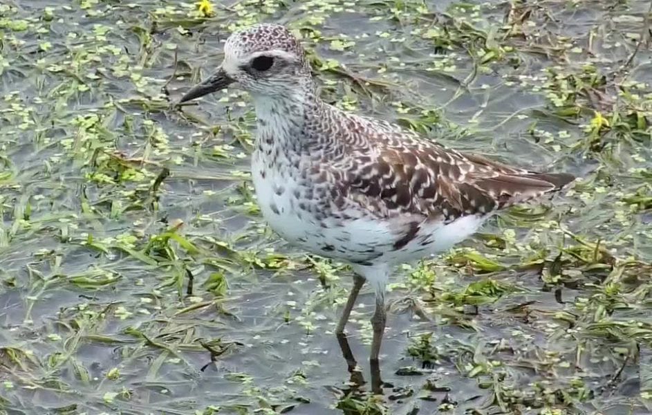 What is this bird?