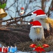 Festive North Nest Eagles by Liz Grindstaff