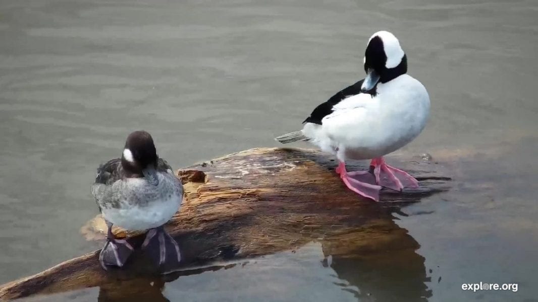 December 29, 2019: What Bird Is This?