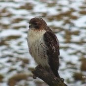 January 2, 2019: A hawk visits the North Nest