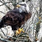 January 13, 2020: Subadult visits the Decorah North Nest