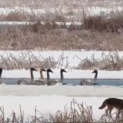 January 16, 2020: Coyote and swans on the Flyway