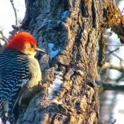 January 21, 2020: A Red-Bellied Woodpecker at Decorah North