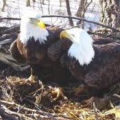 February 5, 2020: Body brushing - Mom and DM2 stand wing to wing in the nest