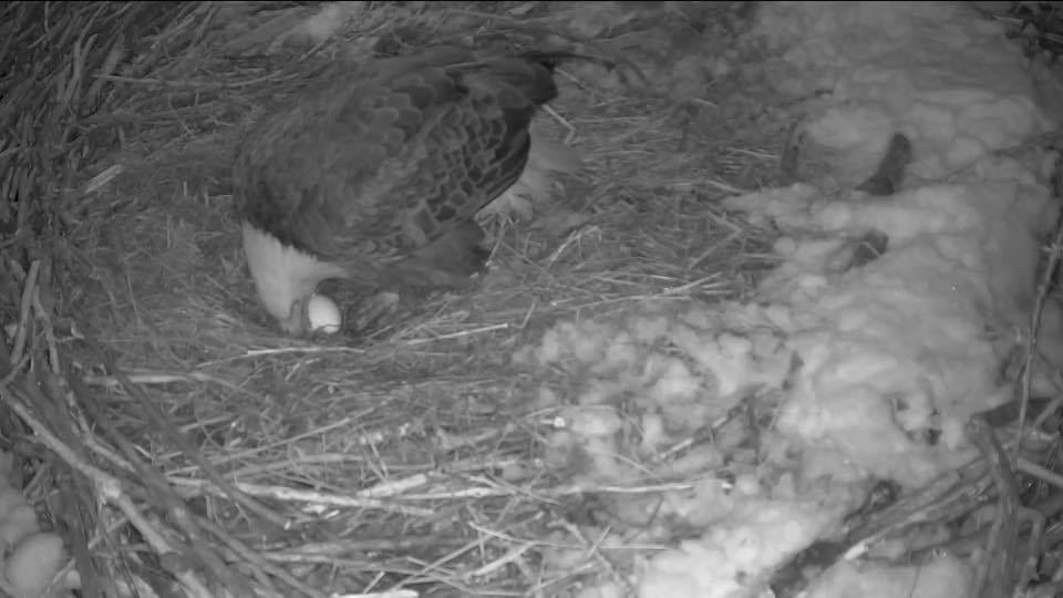 February 14, 2020: 1st egg at Xcel Energy Forth St. Vrain
