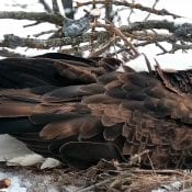 February 19, 2020: DNF slumbers on the nest