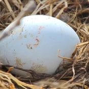 February 27, 2020: Mom's First Egg