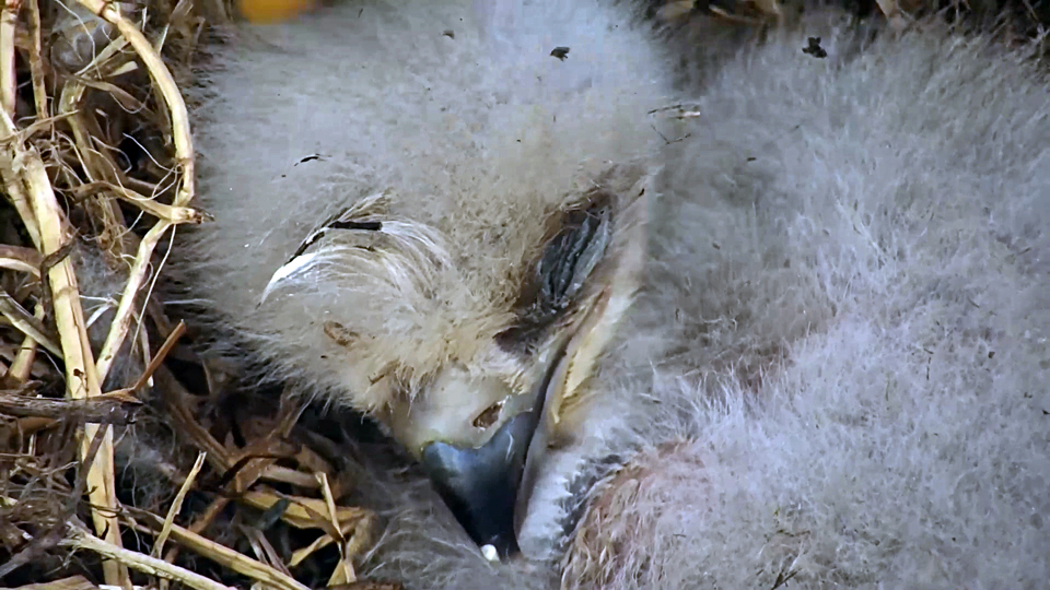 April 14, 2023: Sweet Eaglet Dreams, DH2!