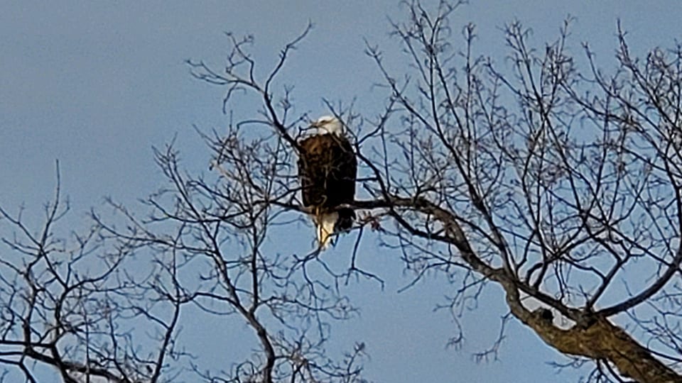 February 2020: New perch tree for the Decorah Eagles