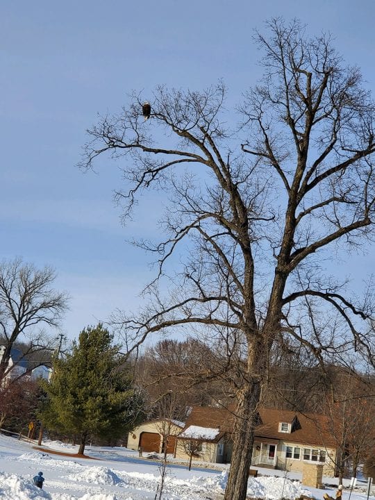February 2020: New perch tree for the Decorah Eagles