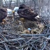 March 2, 2020: Decorah Eagles Tug-o-Fish